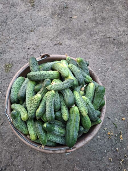 🥦 Свіжі овочі від виробника – броколі, цвітна капуста та кабачки