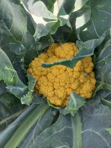 🥦 Свіжі овочі від виробника – броколі, цвітна капуста та кабачки