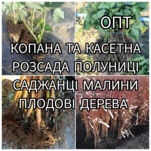 Саджанці полуниці, малини та плодових дерев