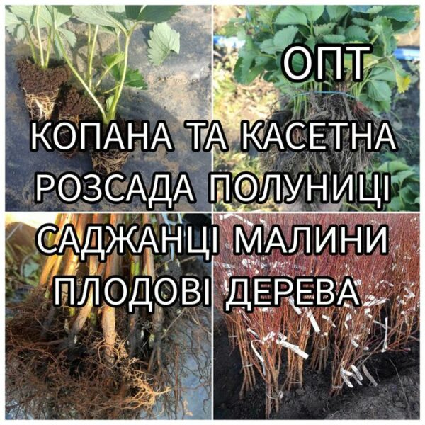 Саджанці полуниці, малини та плодових дерев